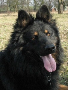 Kerberos Rex z Gipova, 2. roky